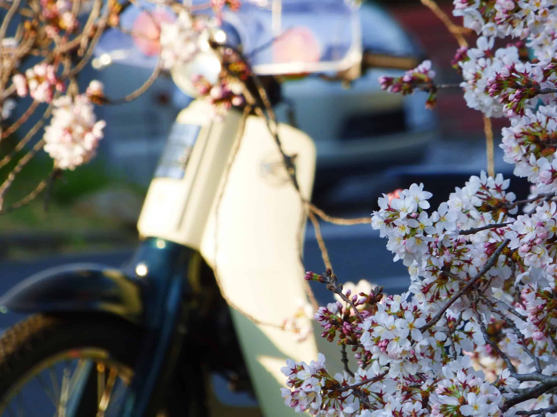 桜と原付バイク